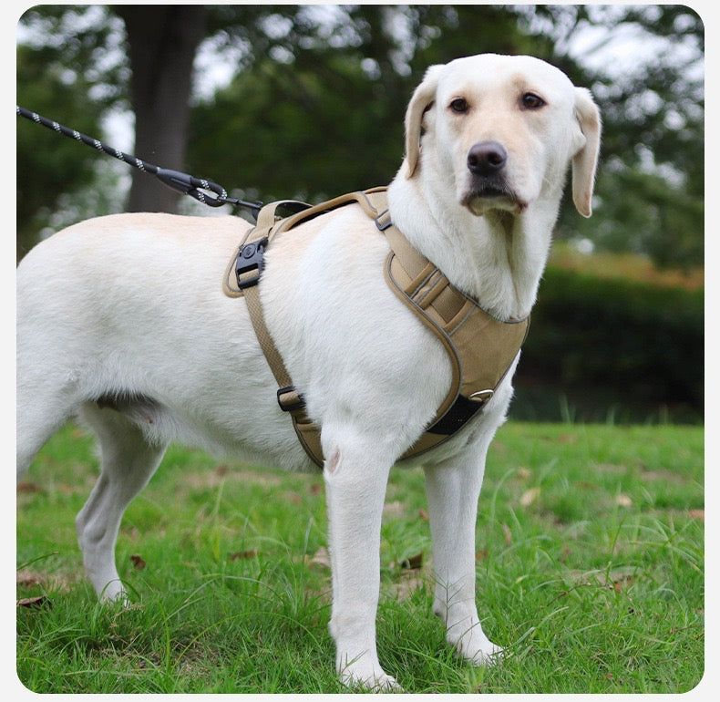 Arnés Para Perro Ajustable Con Correa 1,5M Reflectante Kayla
